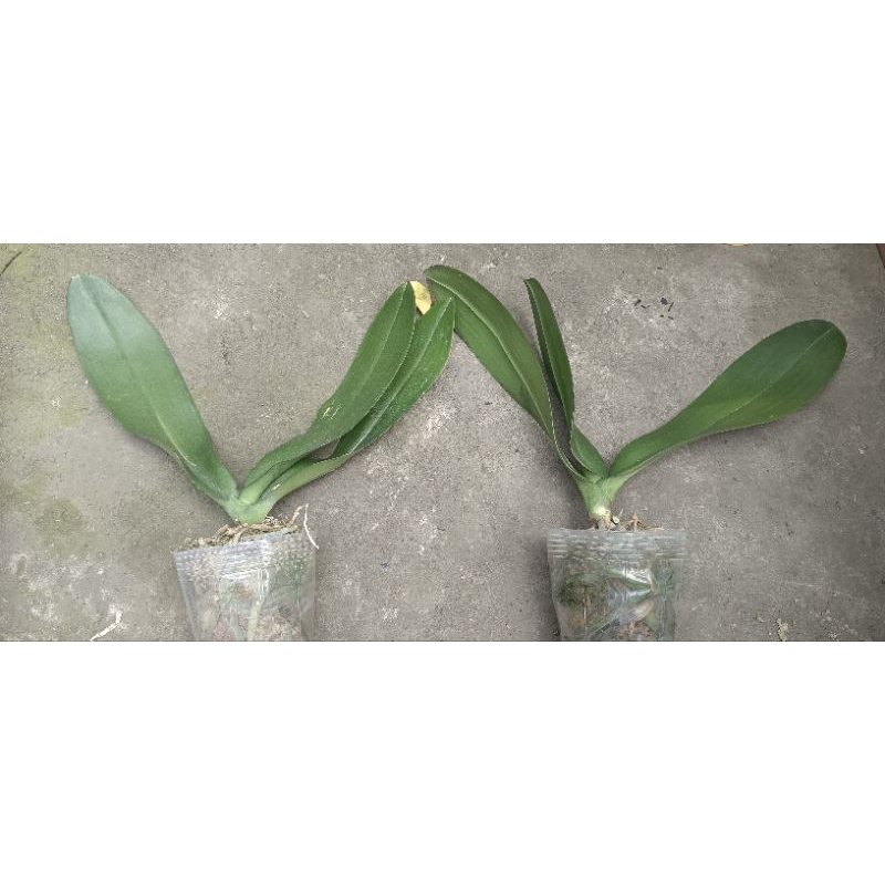 Anggrek bulan afkiran(rijek)