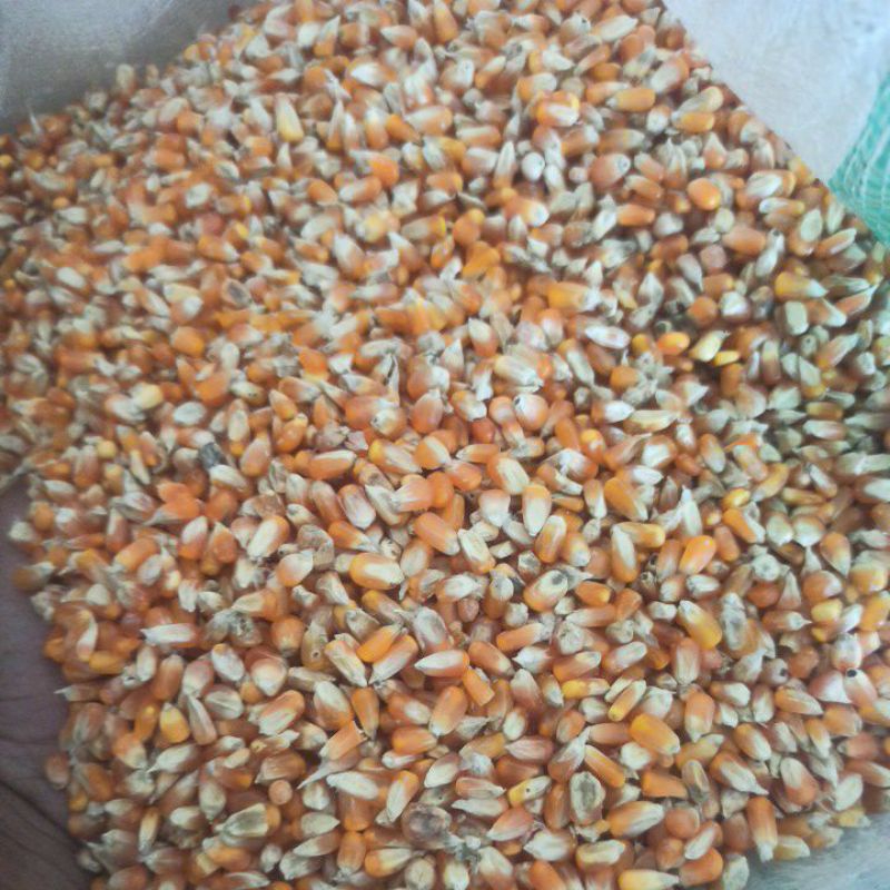 

Jagung Kristal(Unyil)