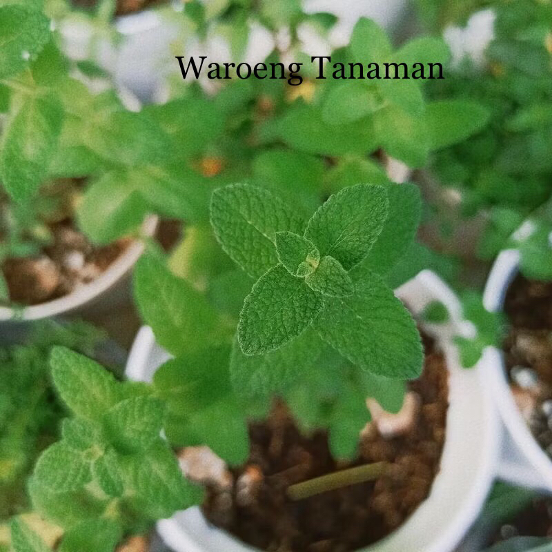 Promo Daun mint harum - Tanaman hias daun mint - Daun herbal mint wangi