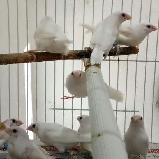 Burung Emprit Jepang Emje Finch Putih Sepasang/Satuan Dewasa