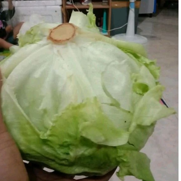 LETTUCE FRESH BAHAN KEBAB DAN SALAD SAYUR