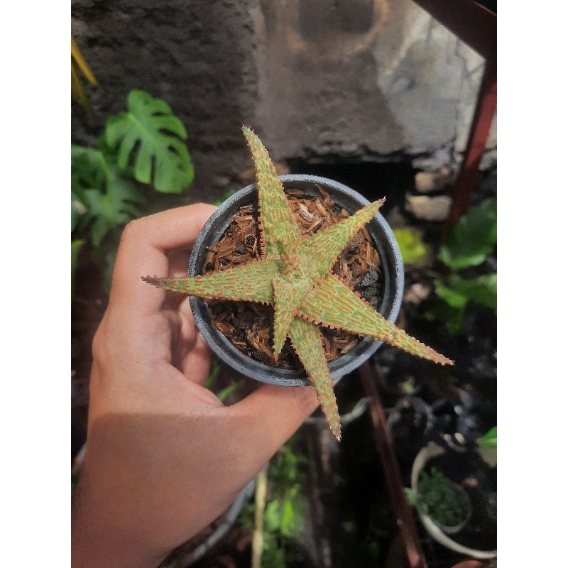 aloe tct red fiber sukulen tanaman hias