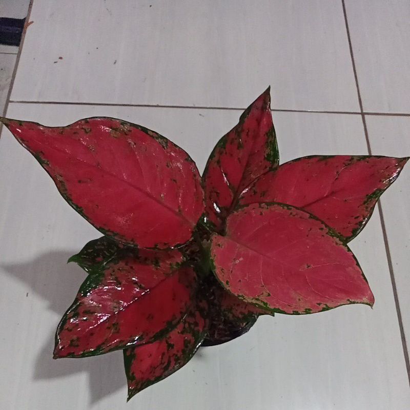 Aglonema red anjamani remaja