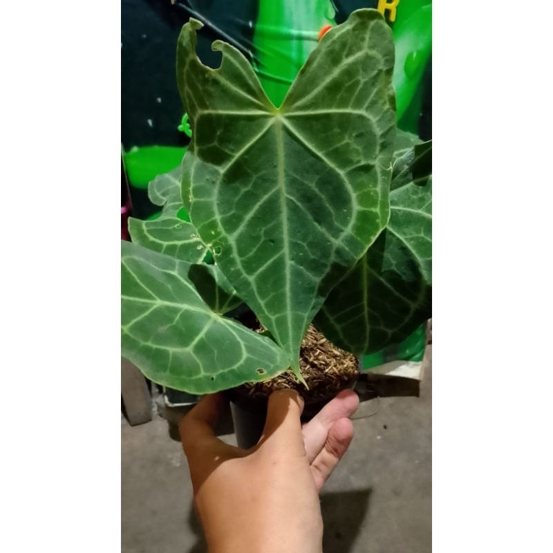 king clarinervium ekonomis