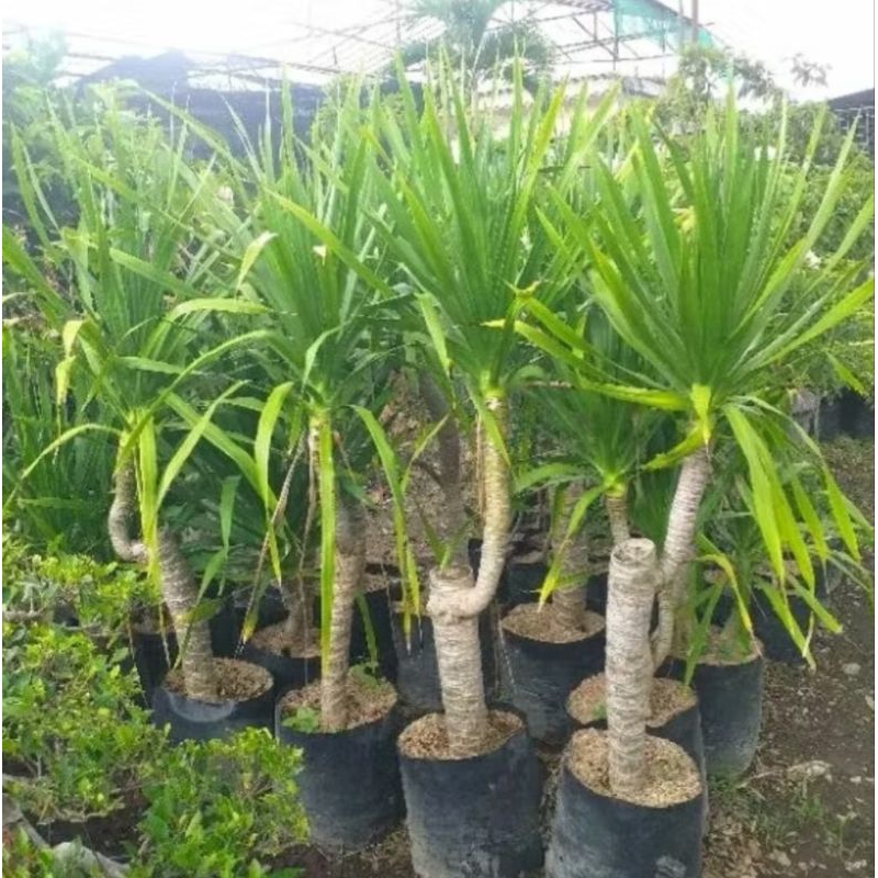 tanaman hias pandan bali 1 meter