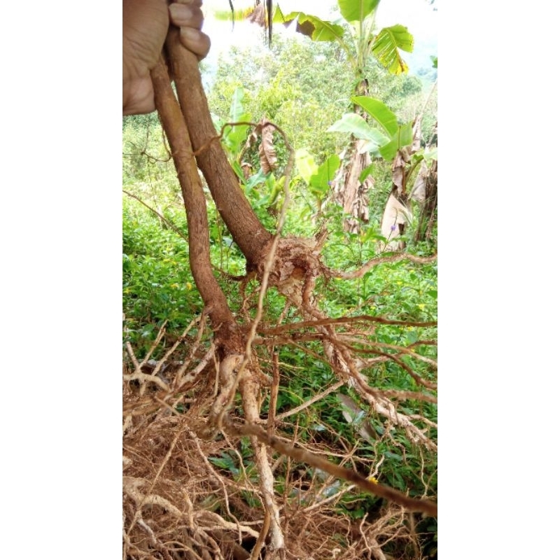 akar senggani besar 1pcs