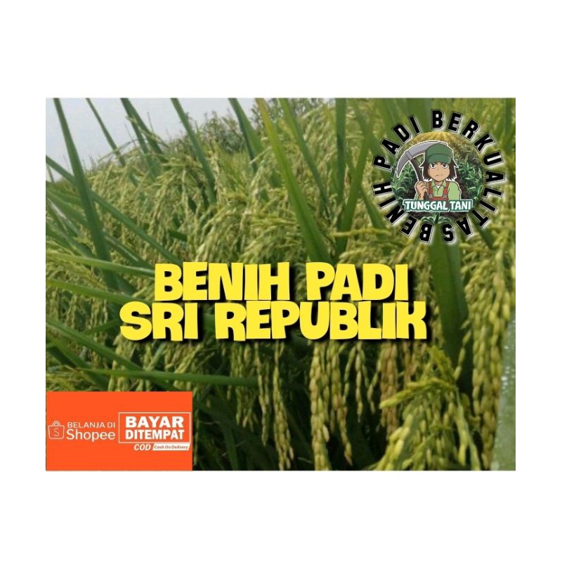 BENIH PADI SRI REPUBLIK BERKUALITAS KEMASAN 5KG