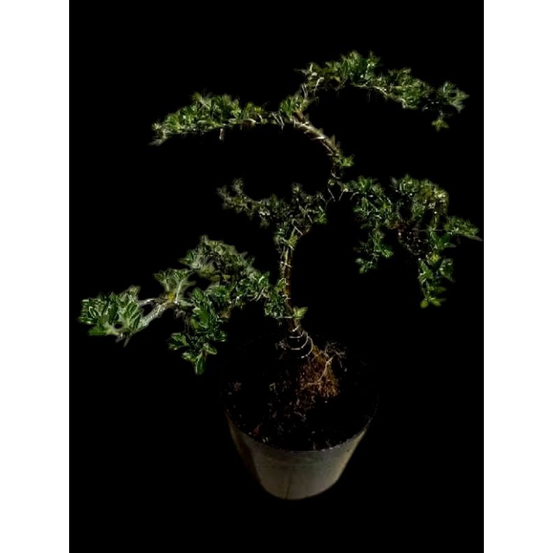 pohon bonsai seribu bintang/pohon bonsai cod/tanaman bonsai murah