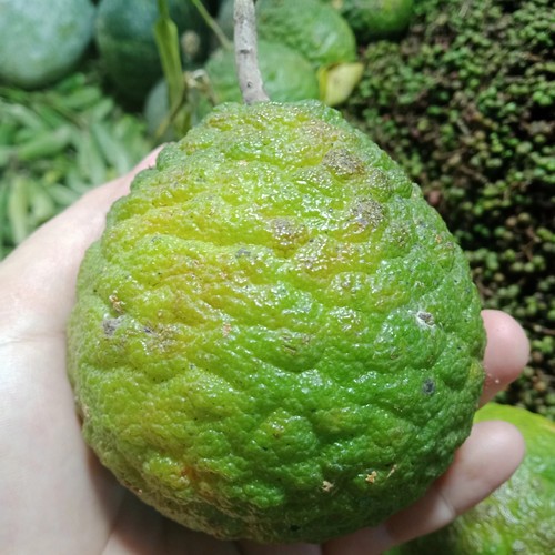 

Jeruk Jungga ute Jungga Asam Jungga Bumbu Naniurai perbiji