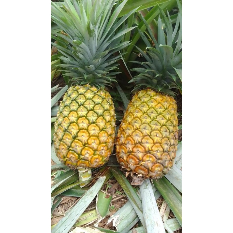 

Nanas Jumbo Simadu Subang