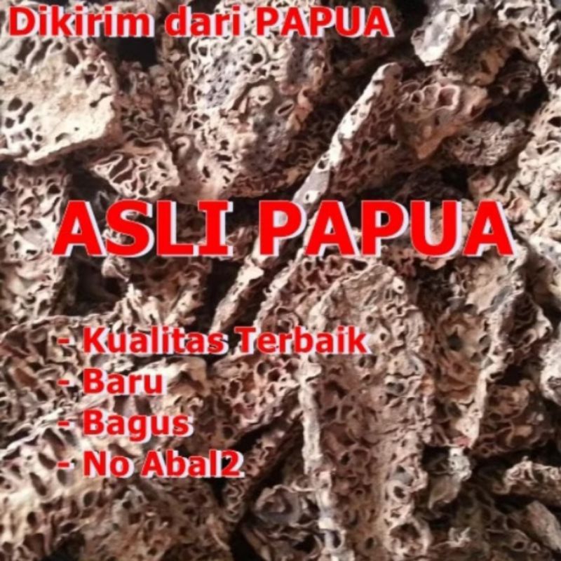 Sarang semut putih asli papua/sarang semut papua/sarang semut putih