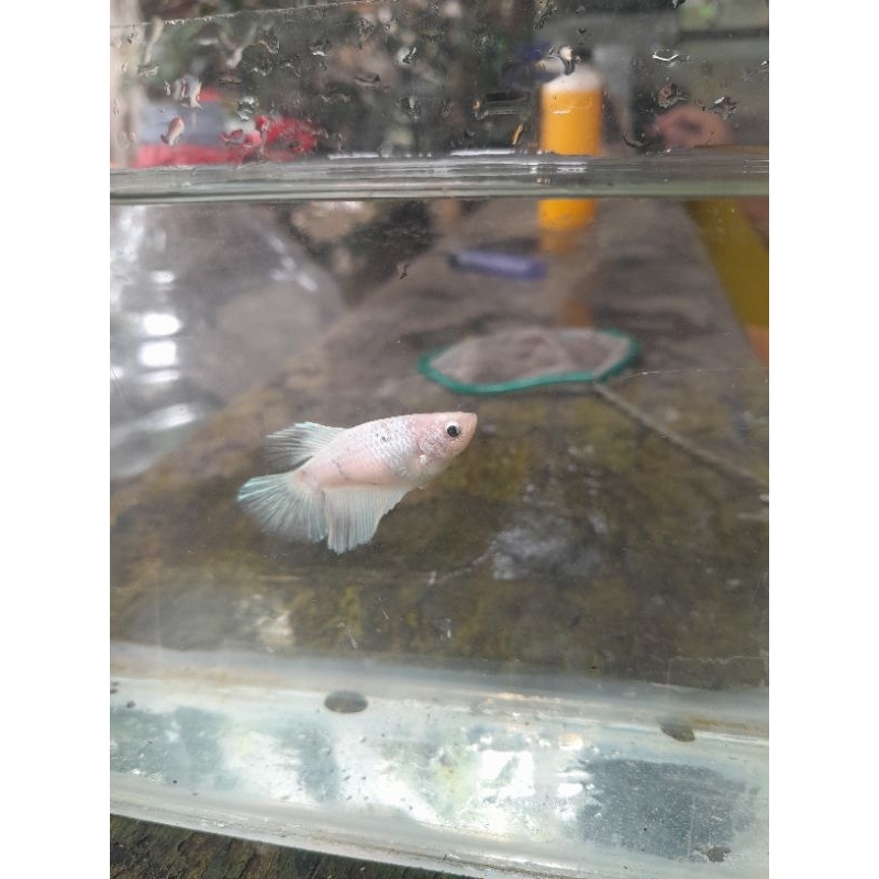 betina cupang full telur gen platinum tricolor besgel