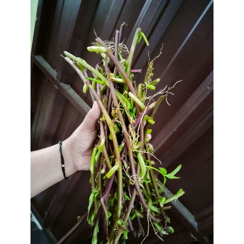 25 steak (+- 15Cm) Bibit Ubi Cilembuu/Ubi Madu/Telo Cilembu/Telo Madu