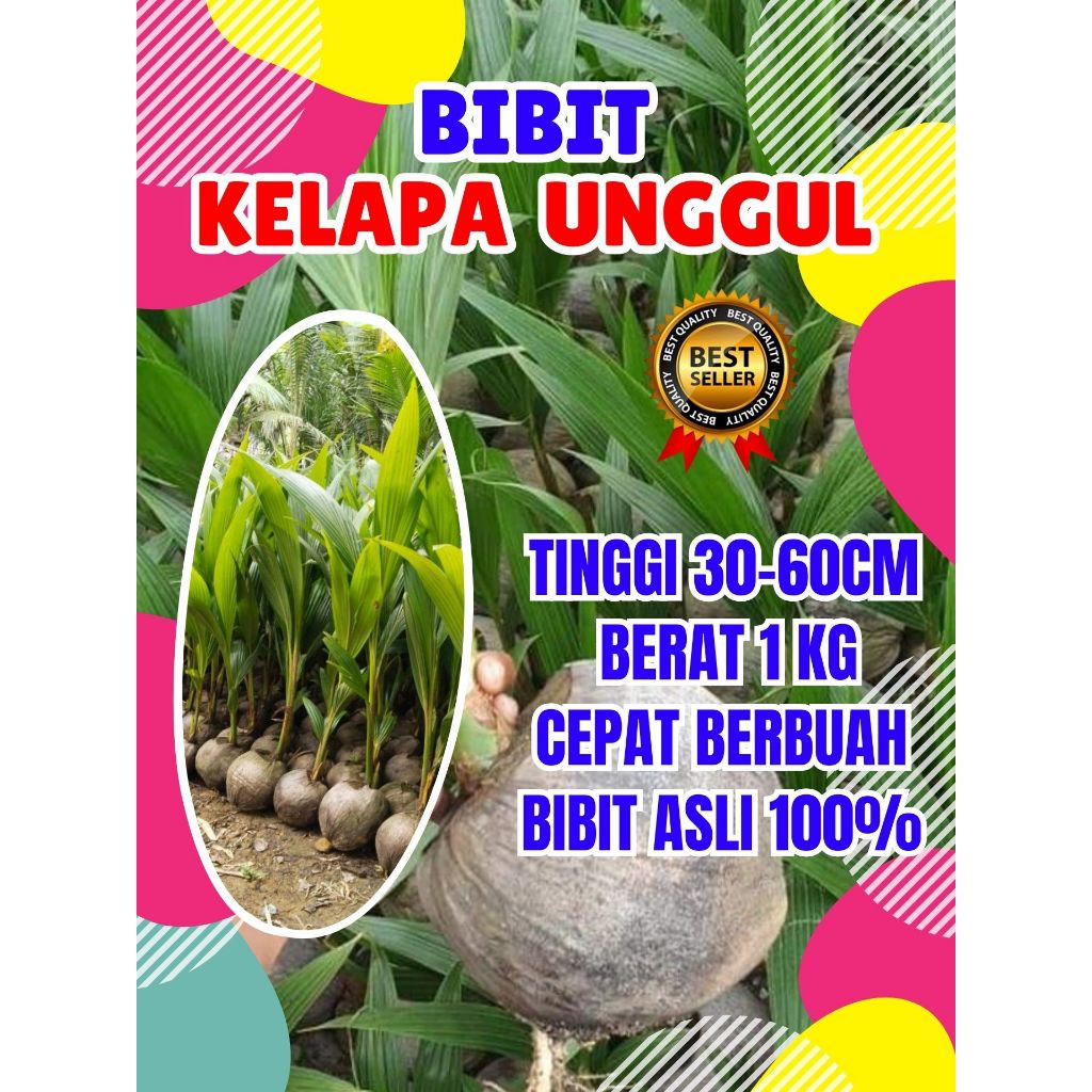 CEPAT BERBUAH.. Bibit Kelapa Hijau