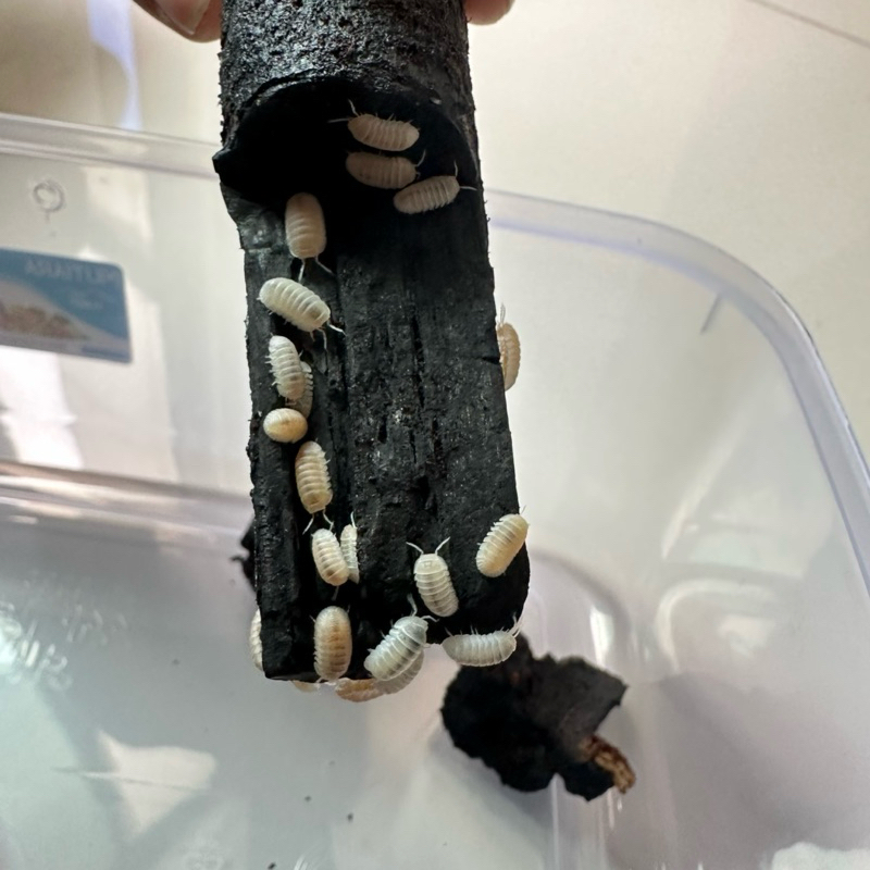 Isopod Glacier White Out / Pembersih Terrarium, Vivarium, Bioactive