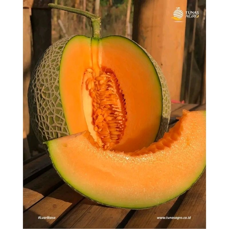 BENIH MELON NEW CERIA ASLI TUNAS AGRO 10 gr