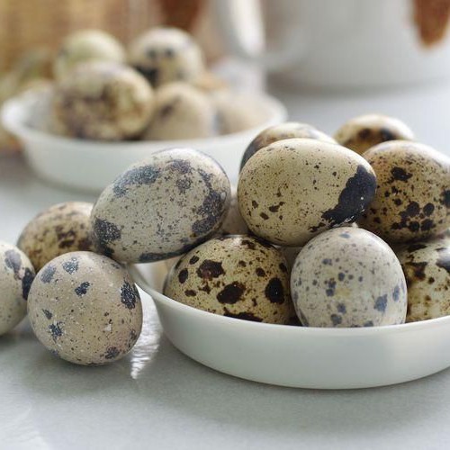 

Telur Puyuh Mentah Isi 6 Butir Per Mika