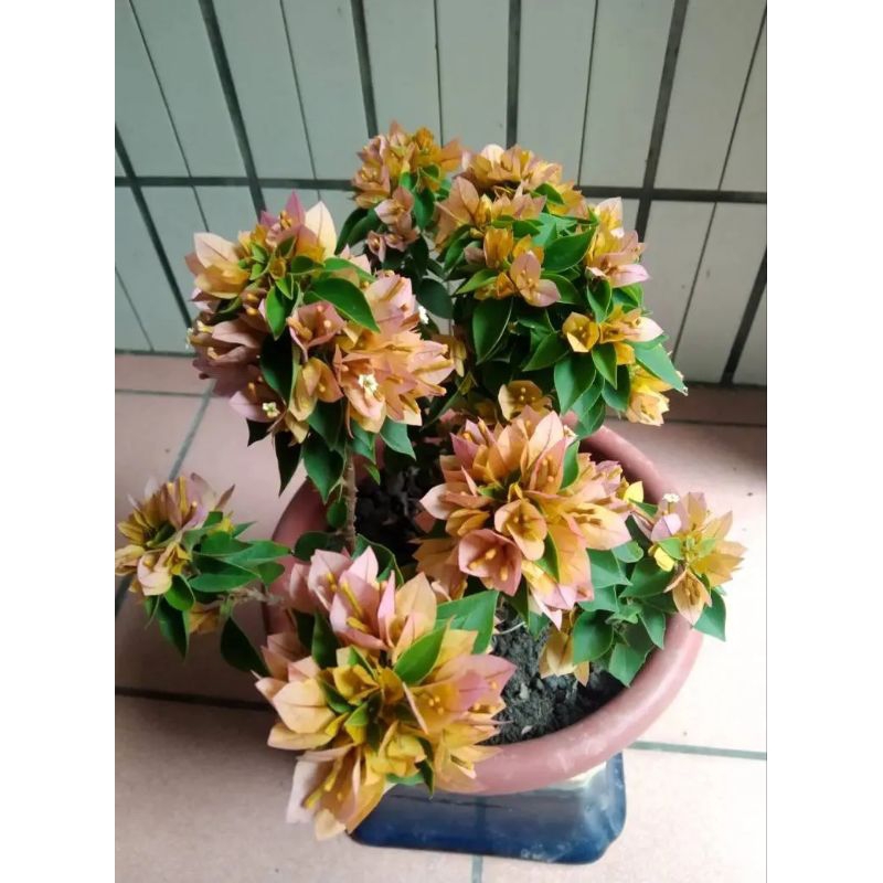 Bougenvile Singapura yellow sgp kuning original
