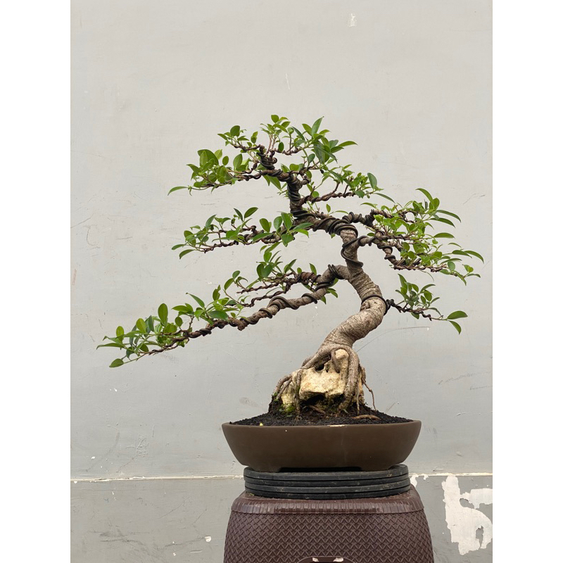 bonsai ficus kimeng (sesuai foto)