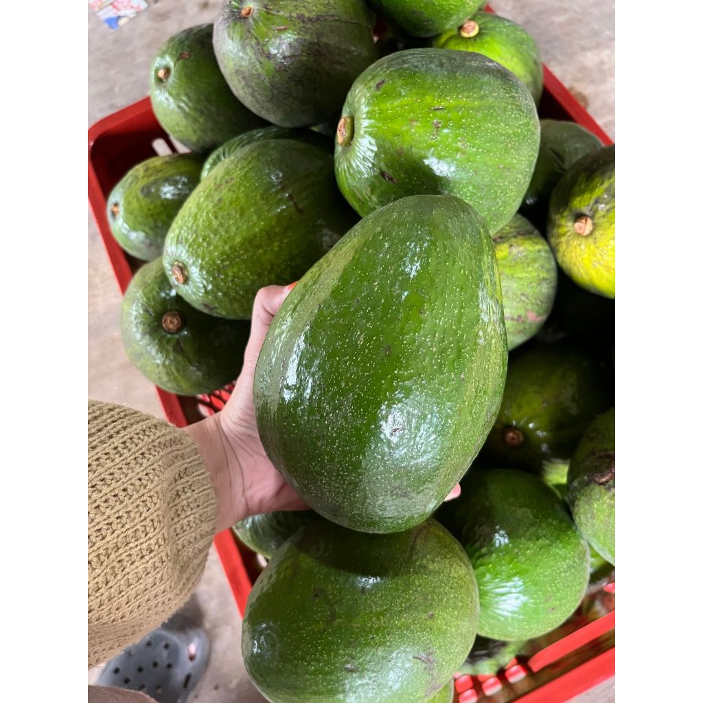 

BUAH Alpukat markus PREMIUM 100% Garansi