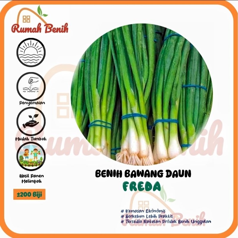 200 Biji - Benih Bawang Daun FREDA - Tumbuh Seragam Dan Lambat Berbunga - Bibit Sayur Sayuran Oncang