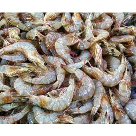 

UDANG JERBUNG UKURAN SEDANG ke BESAR