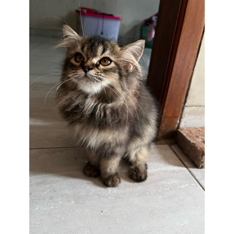 KUCING PERSIA LONG HAIR
