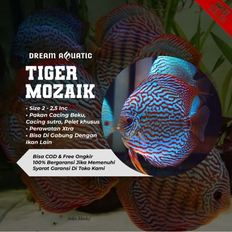 JUAL DISCUS TIGER MOZAIK HIASAN AQUARIUM/AQUASCAPE