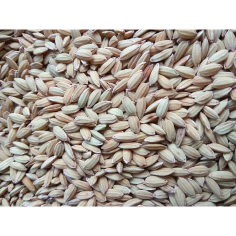 BENIH PADI KETAN PUTIH GRENDEL UNGGULAN 1KG