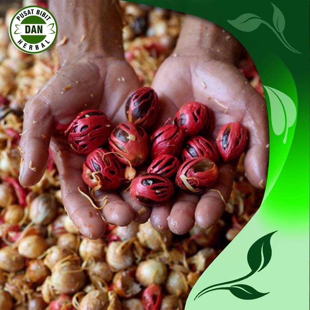 

Buah biji pala basah segar 1 kg rempah rempah unggul