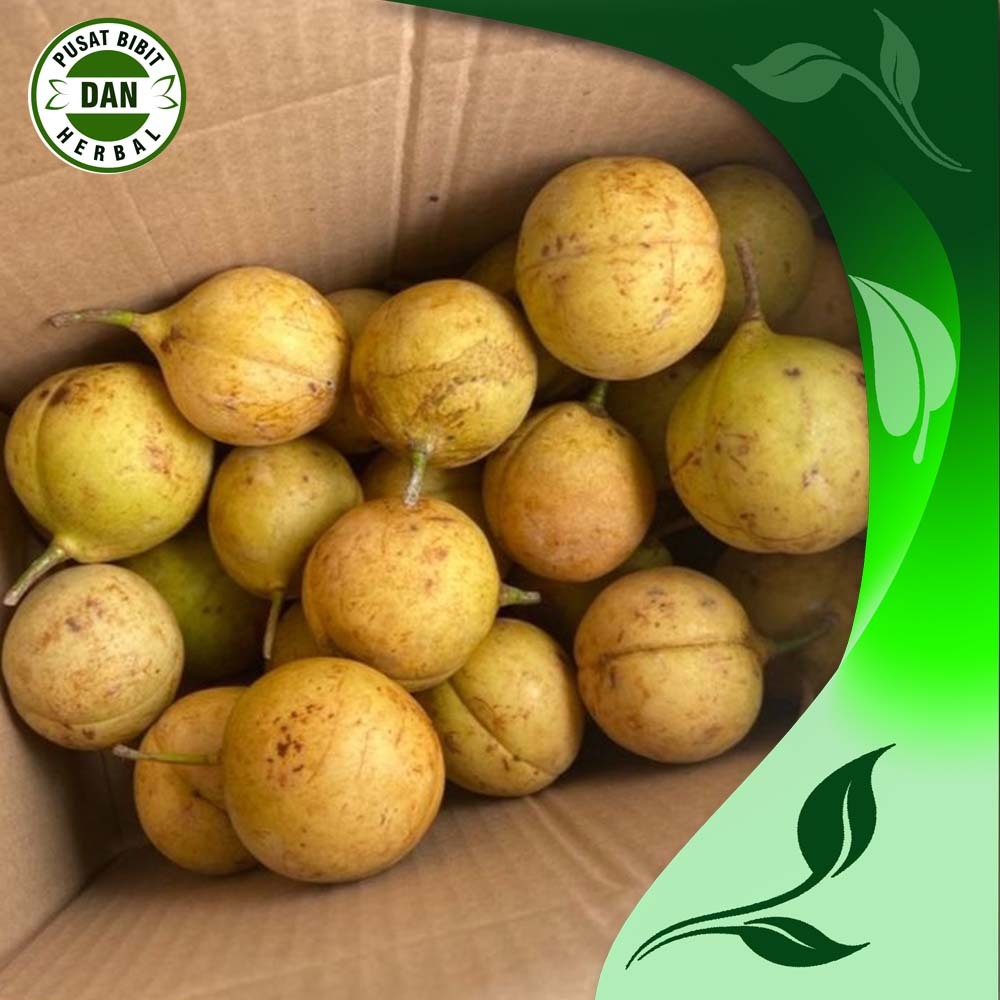 

Buah pala basah segar 1 kg rempah rempah unggul