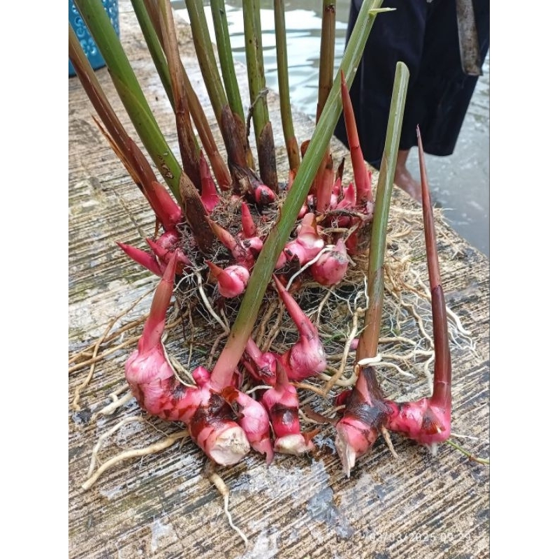 

lengkuas merah segar 1kg