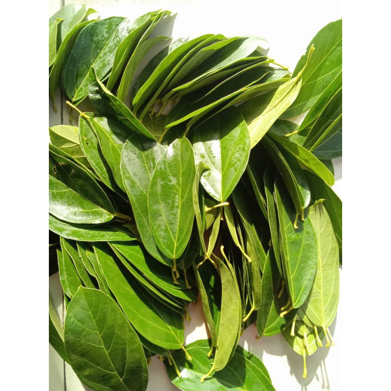 

daun cincau asli 250gram isi 130 pcs