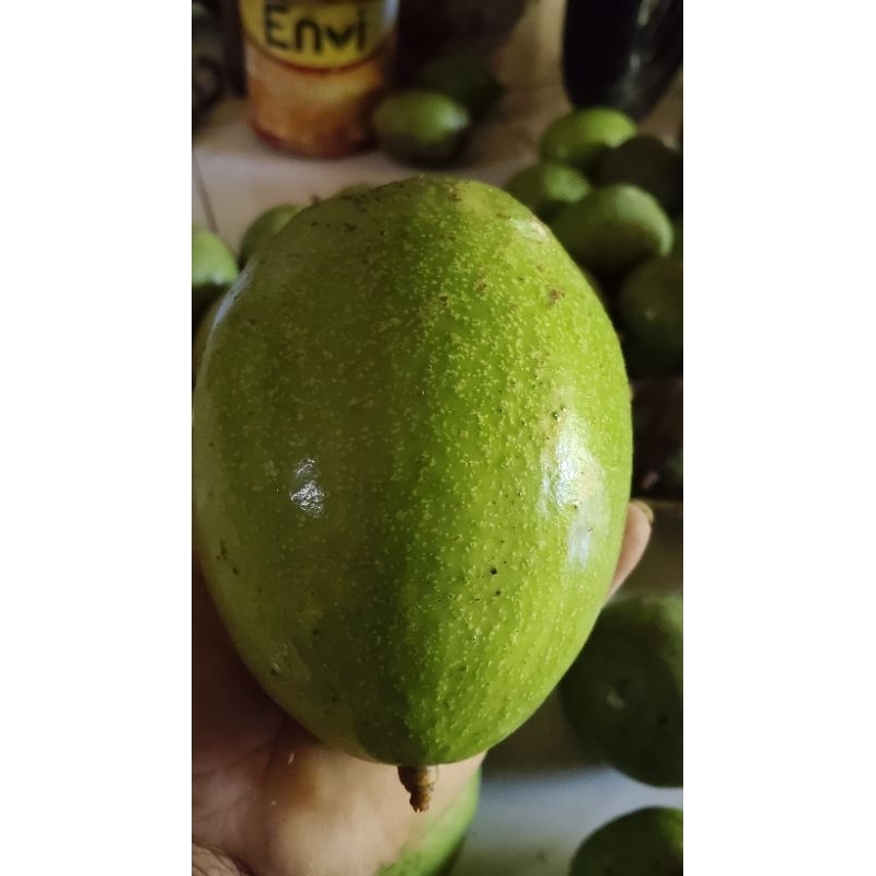 

ALPUKAT MENTEGA 1KG ISI 2