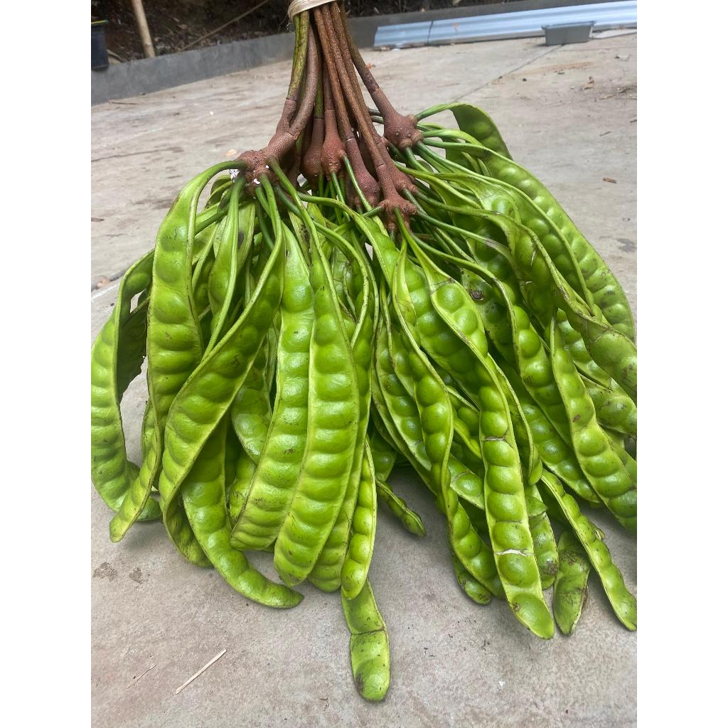 

PETAI SUPER/PETE PADI WONOGIRI 1 KG (MENTAH TUA)