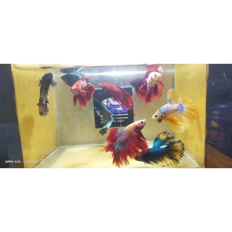 

bungkus kemasan HM biasa paket mix besar besar