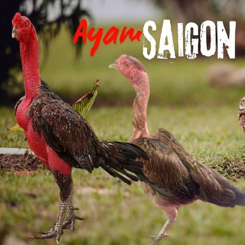 

Paket hemat 5 Butir Telur Tetas Ayam Saigon super