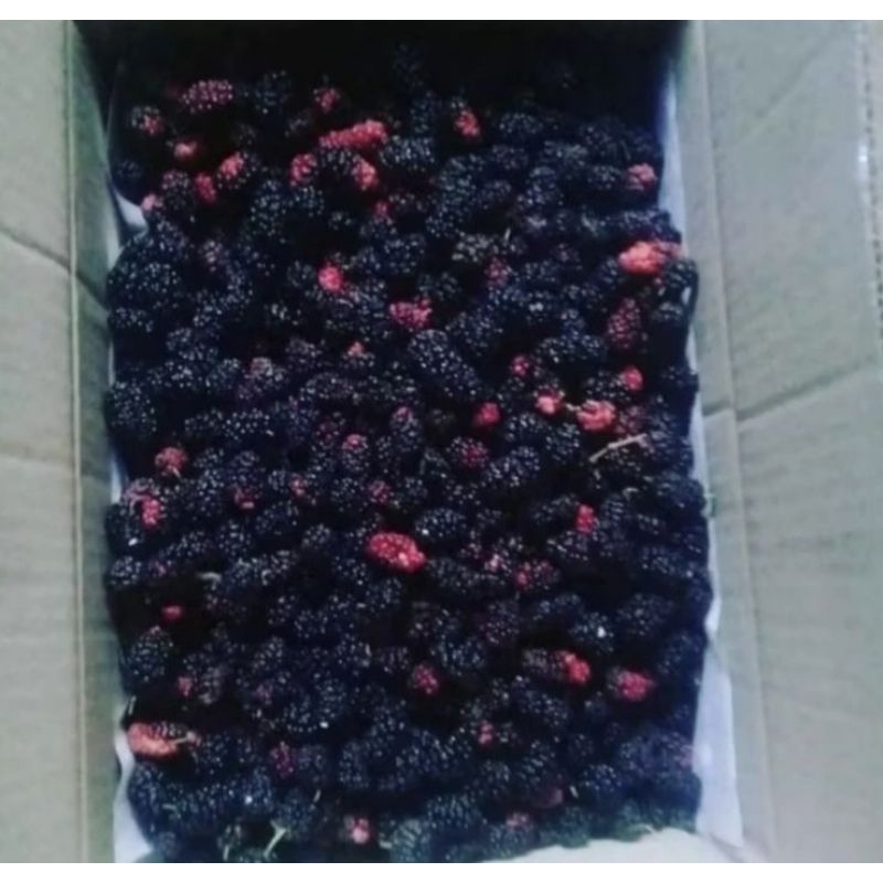

Blackberry frozen import IQF