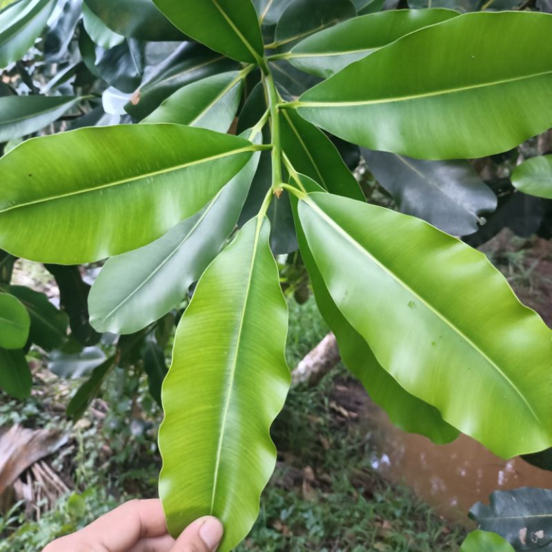 

Daun Nyamplung Segar 100 Lembar