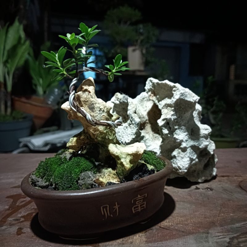 bonsai santigi on the rock bonsai shito bonsai murah bonsai santigi murah bonsai kecil bonsai mini