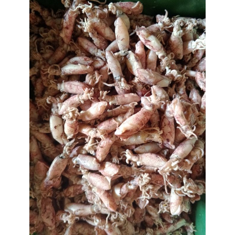

CUMI BALITA LAMPUNG, LANGSUNG DARI PENGASIN NYA MASIH FRESH CANTIK CANTIK