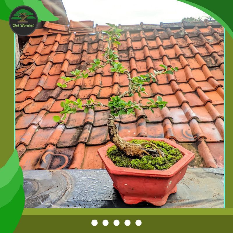 Bonsai sisir kaliage ( bakalan )