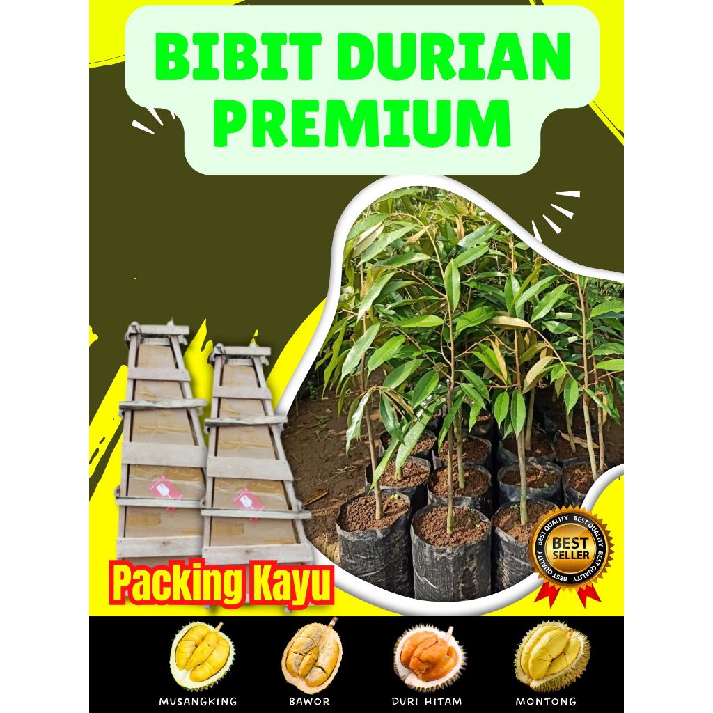 DIJAMIN ASLI  Bibit Buah Durian Lokal Premium, Bibit Buah Durian Montong Siap Berbuah