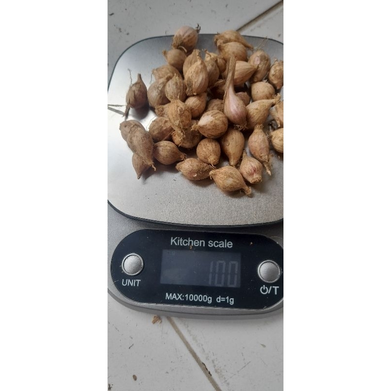 

Bawang Putih Tunggal 100 gr / Bawang Putih Tunggal Kampung