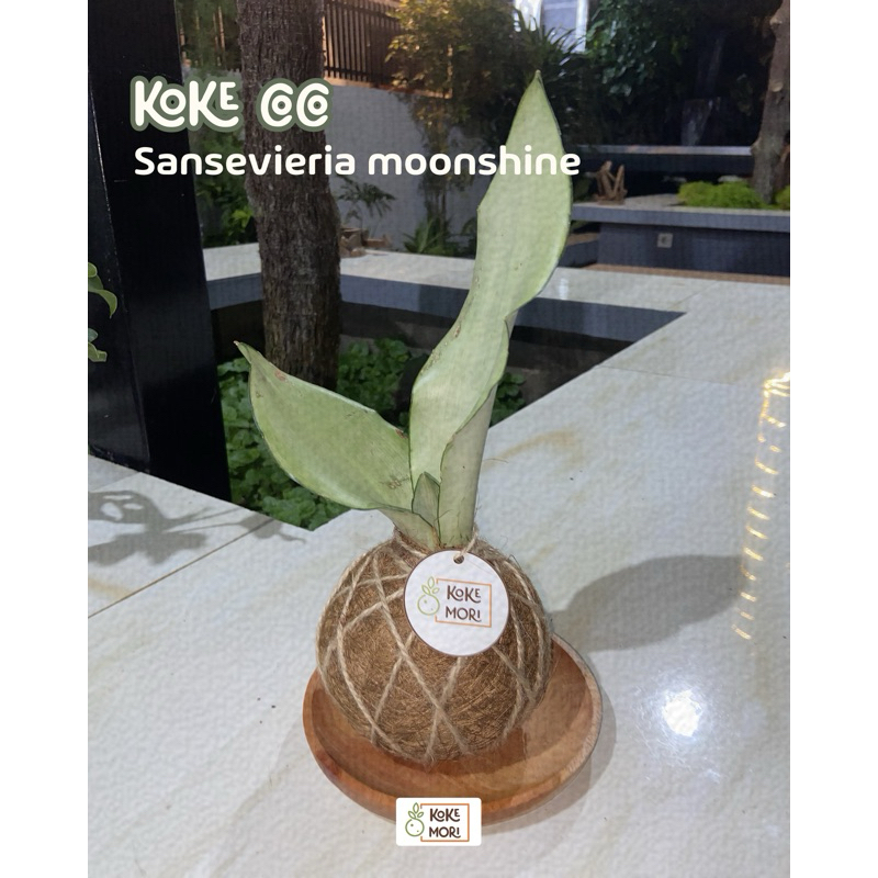 Kokedama Sansevieria moonshine