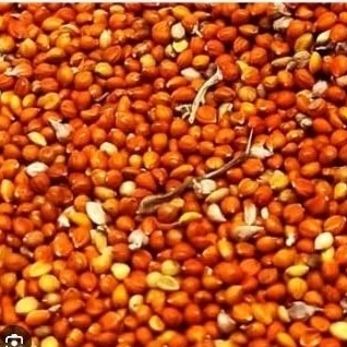 SUPER PAKAN BIJI JEWAWUT JEMAWUT BIJI KUNYIT GRADE A PREMIUM