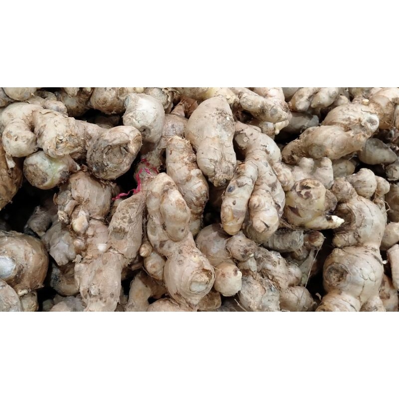 

Jahe segar 1Kg langsung dari petani