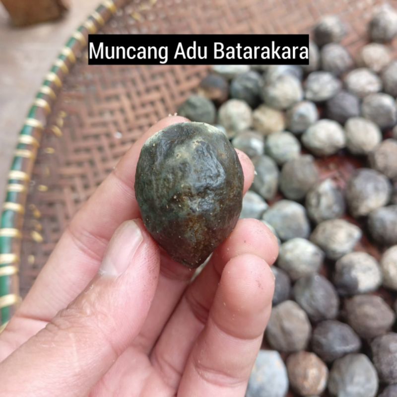 Muncang Adu Batarakara Mentahan Berkulit Tebal Stok Terbatas