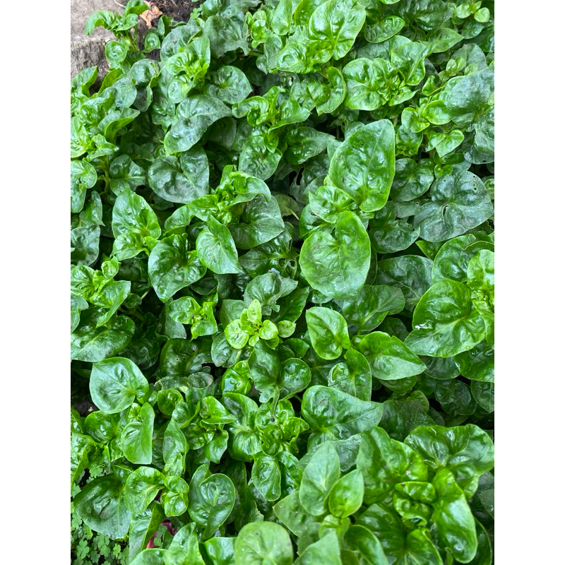 

Bayam brazil fresh (100 gr)