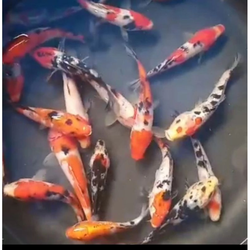 

HIASAN KOLAM/KOI SUKABUMI SEDANG
